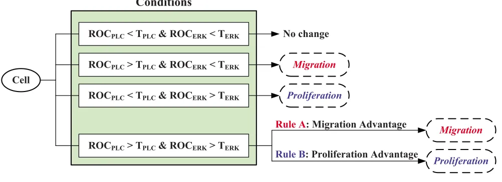 Figure 3Cell phenotypic decision algorithmCell phenotypic decision algorithm. See text for more details.