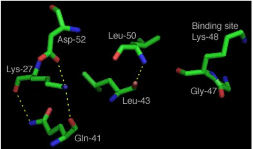 Figure 5Calculated bonds for high Fit value sites in binding domainCalculated bonds for high Fit value sites in binding domain