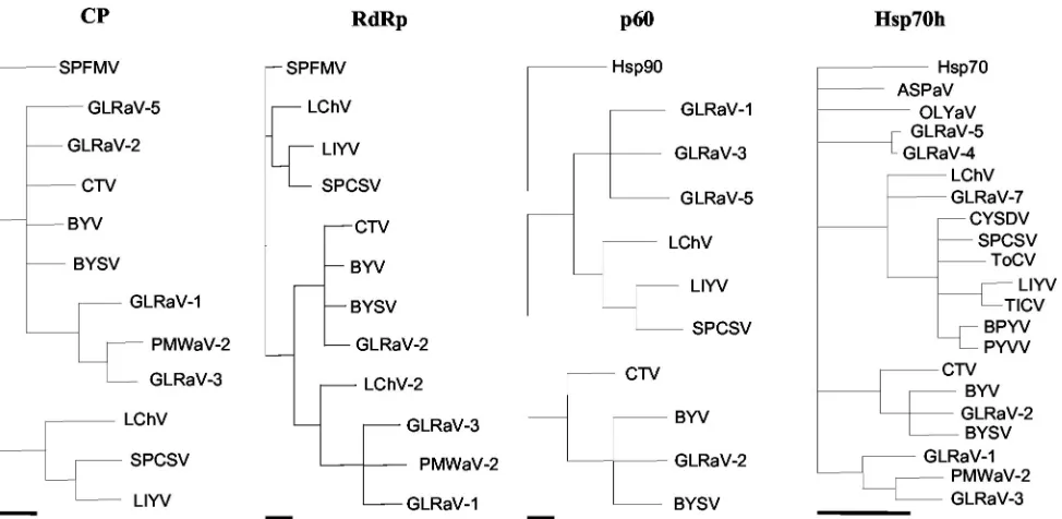 FIG. 5. Phylogenetic analysis of the amino acid sequences deduced for the coat protein (CP), RNA-dependent RNA polymerase (RdRp), p60,and the N-proximal ATPase domain of the Hsp70h of clostero- and criniviruses
