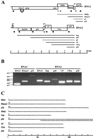 FIG. 1. Genomic structure of SPCSV and expression of sgRNAs. (A) The genomic RNA1 and RNA2 are represented by a line, with the ORFsindicated by boxes