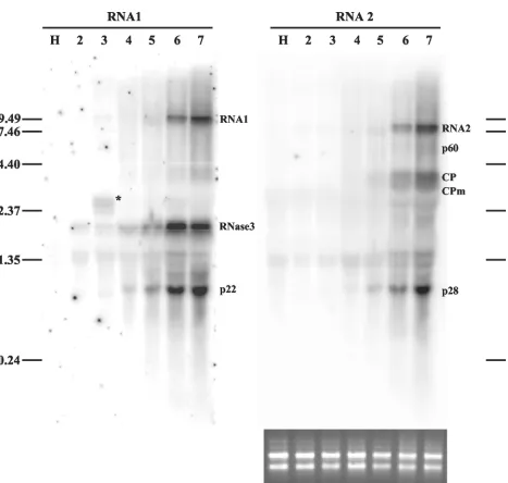 FIG. 2. Northern analysis of genomic RNAs and sgRNAs of SPCSV in infected leaves of I