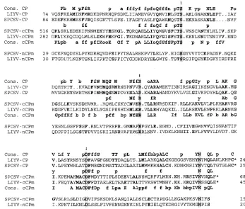 FIG. 4. Alignment of amino acid sequences for the coat protein (CP), N-proximal minor coat protein (nCPm), and C-proximal minor coatprotein (cCPm) of the criniviruses LIYV and SPCSV