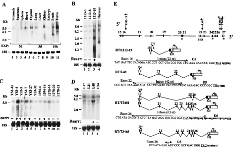 FIG. 7. Expression of the Ahi-11% agarose gels, puriﬁed, cloned, and sequenced. In panels A to D, the blots presented were rehybridized with a 18S ribosomal probe (bottom).In panels B to D, the presence (then ampliﬁed by PCR with the indicated primers spec