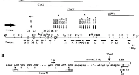 FIG. 1. Mapping of the MuLV proviruses within the Ahi-1Ahi-1orientation ofclones and conﬁrmed by Southern blot analysis of mouse DNA