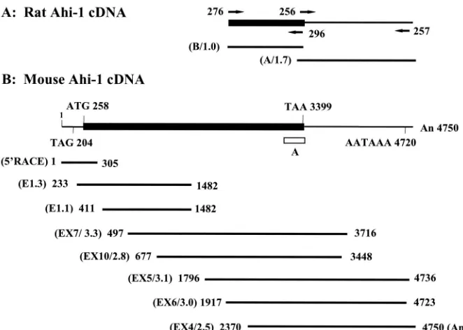 FIG. 2. Structure of the Ahi-1termination codon, and the consensus polyadenylation signal are indicated