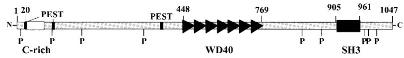 FIG. 3. Nucleotide sequence of mouse Ahi-1of the Ahi-1 protein are shown. Amino acids are given in the single-letter code