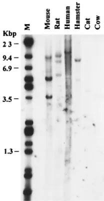 FIG. 4. Interspecies conservation of the Ahi-1Ecoand washing were done as described in Materials and Methods.Lanes:1, mouse; 2, rat; 3, human; 4, hamster; 5, cat; 6, cow; M,from various species were digested withern blot with the rat gene