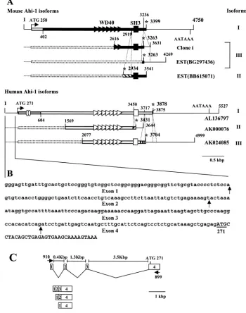 FIG. 5. Structure of the mouse and human Ahi-1402;sequences. Also note that the 5numbers refer to the positions of the nucleotides