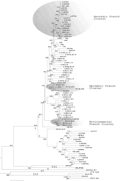 FIG. 2. Phylogenetic analysis of the complete VP1 region using the two-parameter model of Kimura
