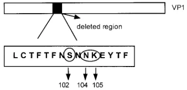 FIG. 4. Scheme representing the 15-amino-acid deletion within theVP1 protein of the Uru-3 strain