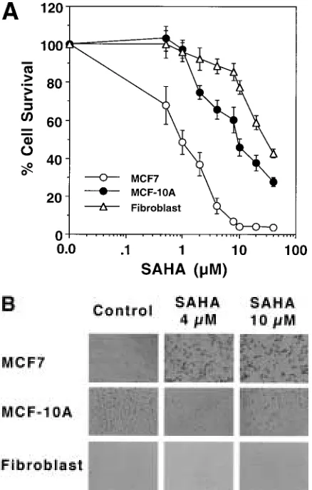 Fig. 2.ment were ﬂoating dead cells that increased innumber as SAHA concentration increased