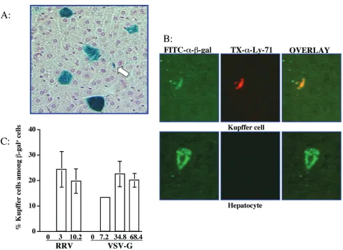 FIG. 3. RRV/FIV vector transduces both hepatocytes and Kupffer cells. (A) The X-Gal-stained liver harvested 3 weeks after injection of 3 �107 TU of RRV/FIV vector was sectioned and counterstained with nuclear fast red