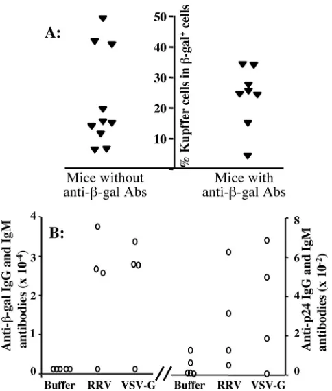 FIG. 4. Antibody immune responses against �the viral protein (p24) were comparable in mice receiving RRV/FIVvector or VSV-G/FIV vector and unrelated to the extent of Kupffercell transduction