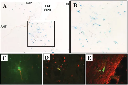 FIG. 5. RRV-pseudotyped FIV vector directs transgene expression predominantly in neuroglia