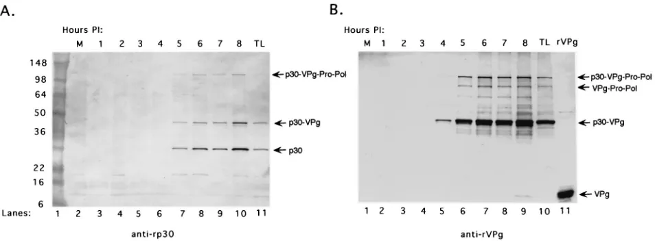 FIG. 9. Analysis of the p30 and VPg proteins in RCs collected over time from FCV-infected cells