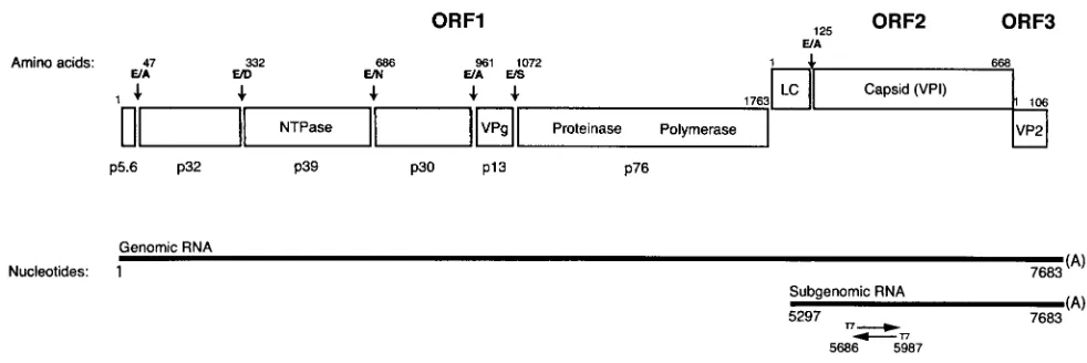 FIG. 1. Genome organization and cleavage map of FCV. The RNA genome of the Urbana strain of FCV is 7,683 nt in length, excluding thepoly(A) tail, and is organized into ORF1 (nt 20 to 5311), ORF2 (nt 5314 to 7320), and ORF3 (nt 7317 to 7637)