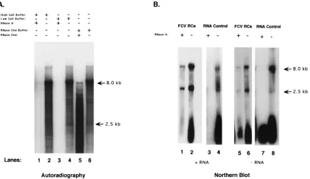 FIG. 4. (A) 1, high-salt buffer (2only; lane 5, RNase One buffer plus RNase One enzyme; lane 6, RNase One buffer only