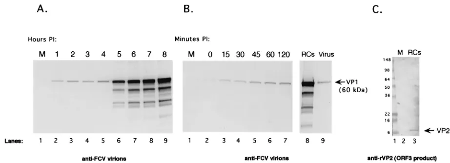 FIG. 6. Analysis of RNA synthesis from RC pellets collected over time from FCV-infected cells