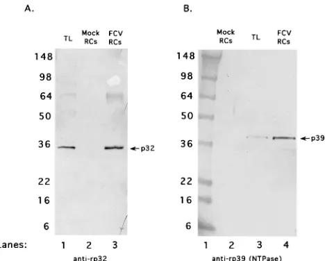 FIG. 8. Analysis of nonstructural viral proteins encoded near theN-terminal region of ORF1 that are associated with FCV RCs.