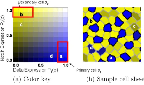 Figure 1). Consider that at embryonic day 9, approxi-