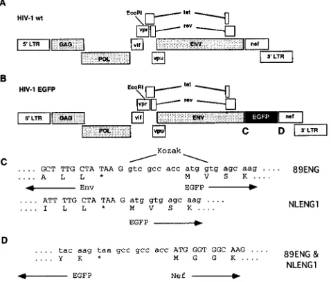 FIG. 1. Schematic diagram of HIV-1 89ENG and HIV-1 NLENG1.(A and B) Wild-type HIV-1 (A) and recombinant EGFP viruses (B),
