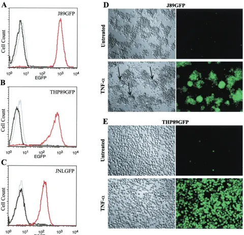 FIG. 2. Induction of EGFP expression in J89GFP and THP89GFP cells by TNF-�(10the parental Jurkat E6-1 and THP-1 cells (gray lines) were used as negative controls, and expression in these cells was compared to EGFPexpression in unstimulated (black lines) an