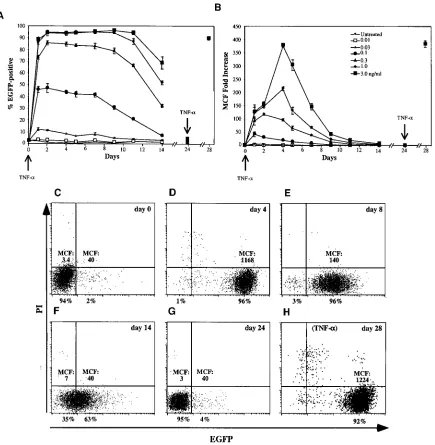 FIG. 5. Synchronous recapitulation of latency induction following TNF-�reversal to a latent state of HIV-1 infection, depicted as dot plots showing EGFP expression and propidium iodide (PI) uptake in THP89GFP cellsstimulated with 3 ng of TNF-various concen