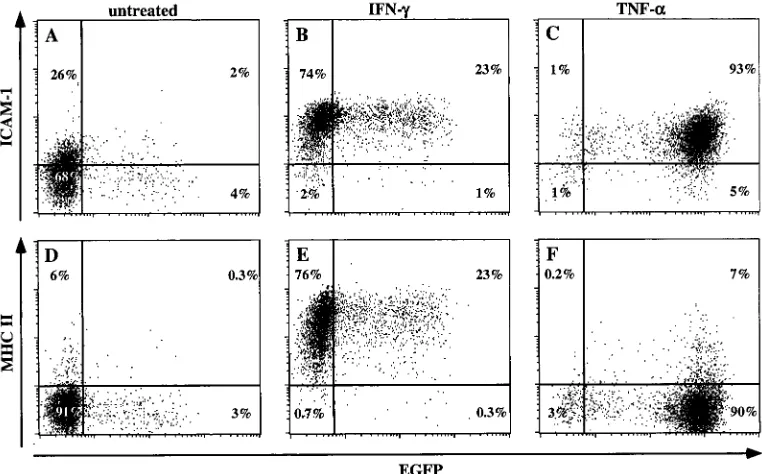 FIG. 7. Differential regulation of MHC-II and HIV-1 expression following stimulation with TNF-�expression MHC-II (A to C) or ICAM-1 (D to F)