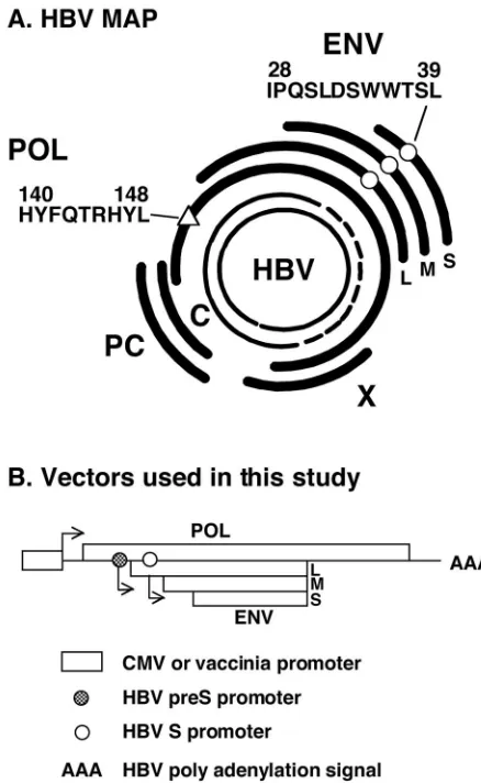 FIG. 1. (A) HBV map. The partially double-stranded 3.2-kb opencircular genome present in circulating virions is shown at the center.