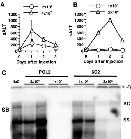 TABLE 2. Recruitment of CFSE-labeled CTLs in the liver