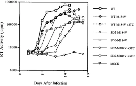 FIG. 1. Delay of phenotypic reversion of the SD2-M184V mutantafter long-term culture in CEMx174 cells