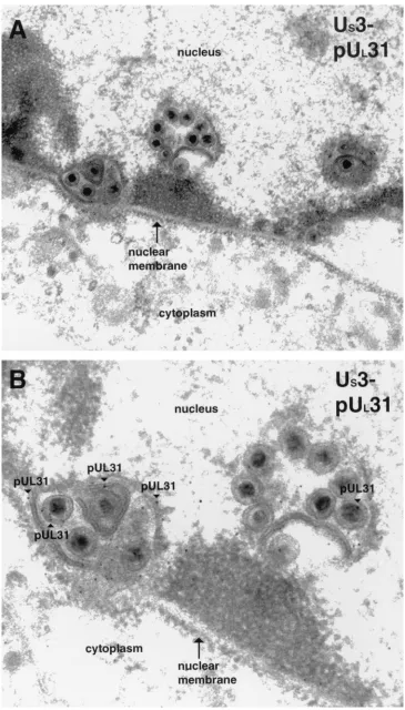 FIG. 6. Digitally scanned image of electron micrographs of USpUA,sections were probed with U3-null mutant virus-infected cells harvested and ﬁxed late in infection