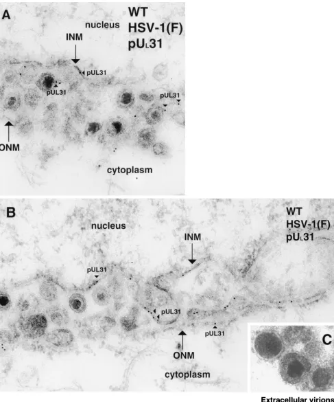 FIG. 1. Digitally scanned electron micrograph of thin sections of wild-type (WT) HSV-1(F)-infected Vero cells harvested and ﬁxed 14 to 18hpi