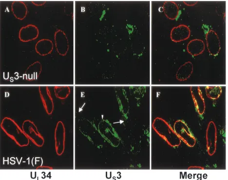 FIG. 4. Digital confocal images showing localization of the USubconﬂuent monolayers of HEp-2 cells were infected for 12 h with either UL34 and US3 proteins in HEp-2 cells infected with HSV-1(F) or US3-null HSV-1.3-null mutant virus R7039 (A to C) or HSV-1(F) (D to F).