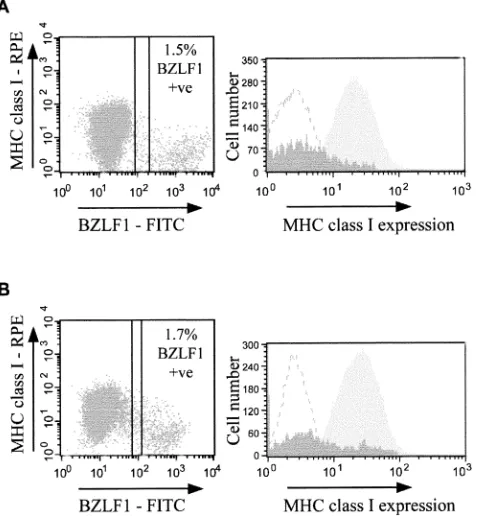 FIG. 1. Downregulation of MHC class I expression in EBV lyticinfection. (A) Surface expression of MHC class I molecules on the