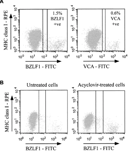 FIG. 4. Downregulation of MHC class I expression is an early-lytic-cycle event. (A) Surface expression of MHC class I molecules on