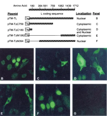 FIG. 1. Subcellular localization of L-ﬂag epitope tag fusion proteins. (A) Description of expression plasmids and summary of results