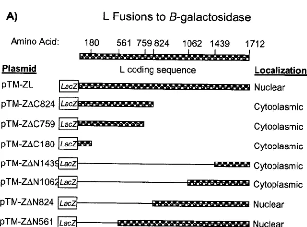 FIG. 2. LacZ-L fusion plasmid description and subcellular distribution of full-length or deletion mutants of �galactosidase antibody (Sigma) and anti-mouse IgG ﬂuorescein isothiocyanate (secondary antibody) (Caltag)