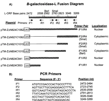 FIG. 3. B-galactosidase-L fusion constructs and subcellular distribution of deletion mutants of �isothiocyanate (secondary antibody) (Caltag)