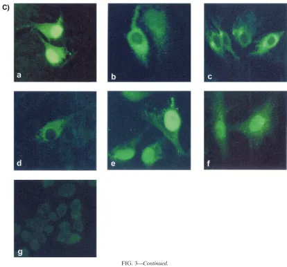 FIG. 4. Subcellular localization of wild-type L and L-NLS mutant by indirect immunoﬂuorescence in BSR-T7 cells transfected with expressionplasmids