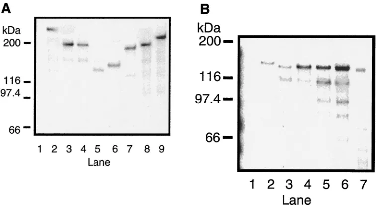 FIG. 5. Western immunoblot analysis of L-ﬂag epitope tag fusions. Lysates were obtained from BSR-T7 cells transfected with pTM-T�(lane 1) (A) or pTM-1 (empty vector) (lane 2); pTM-TpTM-Tvector) (lane 4); or pTM-1 (empty vector) (lane 1) (C) or pTM-TL (lane