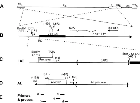 FIG. 1. Relative location of the AL gene. (A) Schematic representation of the wild-type HSV-1 genome