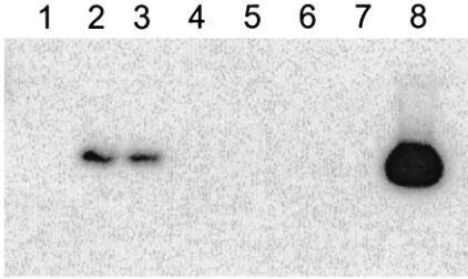 FIG. 2. Detection of AL-RNA by RT-PCR. PC-12 cells were in-fected at an MOI of 5. Total RNA was isolated 6 h p.i., and RT-PCR