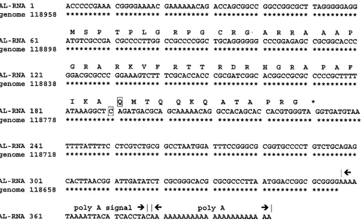 FIG. 4. Kinetics of AL-RNA expression. PC-12 cells were infectedat an MOI of 5 with wild-type McKrae virus