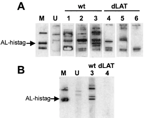 FIG. 6. Detection of Einfected rabbits. (A) Total extract fromtag fusion protein was run on a 15% Tricine gel with a single largeloading well and transferred to a PVDF membrane
