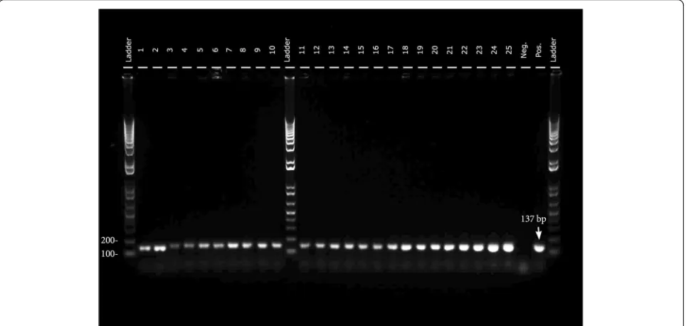 Fig. 1 PCR profiles of 16S rRNA gene from the bacterial samples in lower chamber. The lanes of ladder are 1 kb plus ladder; the lanes of 1-25 aresamples