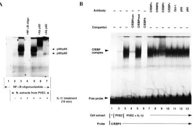 Fig. 12.Electrophoretic mobility shift and competition assays. (A)assays. Positions of p50/p50 and p50/p65 complexes are denoted on the right
