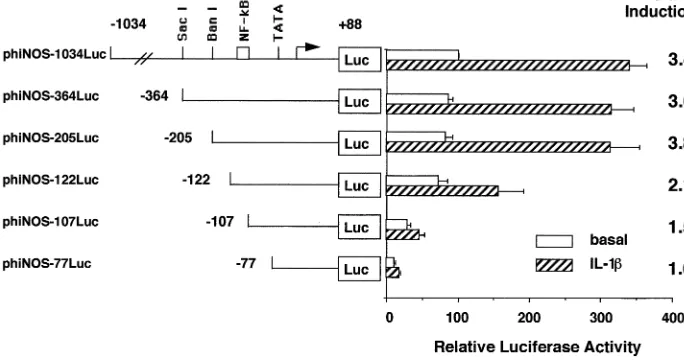 Fig. 1.Deletion analysis of the upstream 51hr, and 419�-ﬂanking region (�1034 to �88 bp) of the human iNOS gene in PVEC