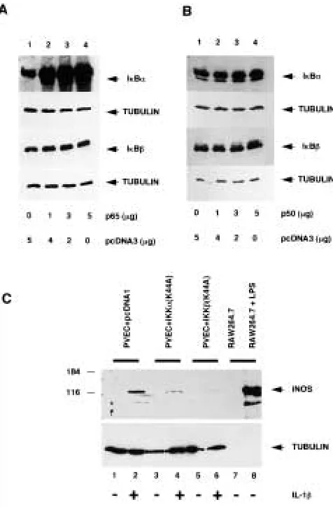 Fig. 7.Effect of overexpression of I�B� isoform on thetranscriptional activity of the wild-type human iNOS pro-moter and a mutant promoter featuring complete deletionof the NF�B site at position �116 to �105 bp in PVEC