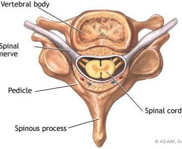 Figure 1 : Lumbar Vertebra 